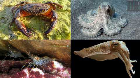 Pelosa, cicala, salipcio, allievi: ecco i crostacei e i molluschi "made in Bari"